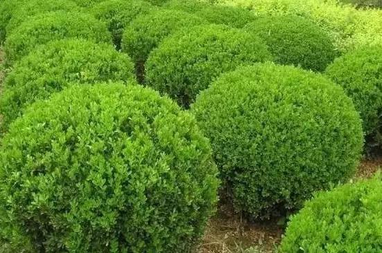 喬、灌木類植物的養護要點，看看凱蒂分享的這6點！