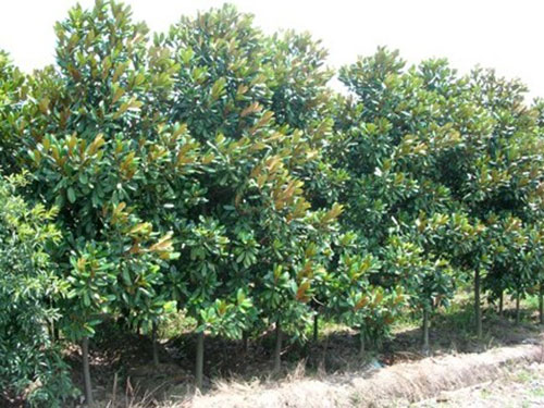 樹木成活率不高？12招樹木養護秘訣，要知曉！