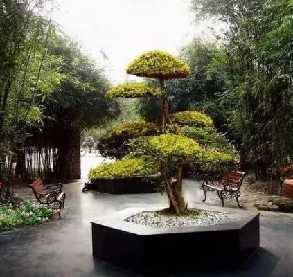 景觀造型樹，憑啥那么貴？