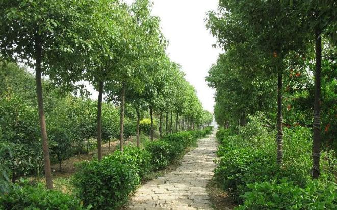 立秋后，湖北園林綠化苗木養(yǎng)護注意事項有哪些？