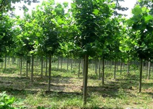 園林綠化中幾種常見速生樹種，發展趨勢怎么樣？