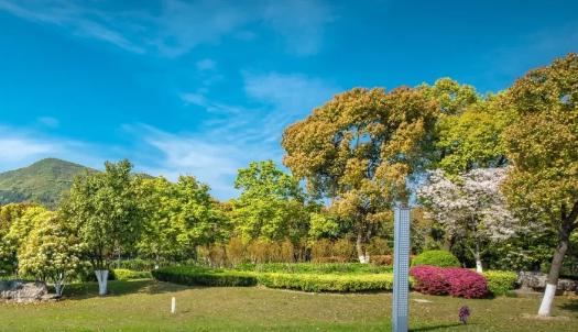 綠化工程選苗五大要訣，你知道嗎？