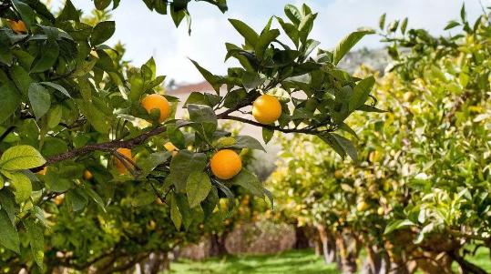 園林綠化提倡多樣性，未來這類苗木必將大火！