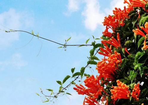 干貨到，園林綠化中抗風+耐鹽堿樹種推薦