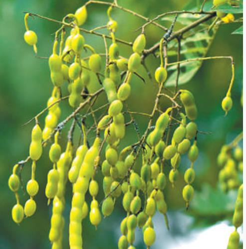 行道樹(shù)如何為城市增綠給生活添彩？