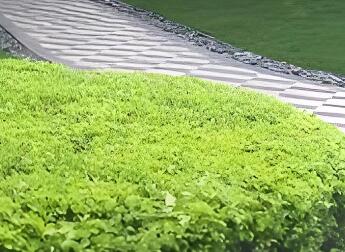 冬季灌木養(yǎng)護：分常綠 / 落葉，兼顧修剪與防寒