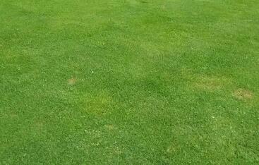 冬季草坪養(yǎng)護：保綠防枯，控水肥防結(jié)冰